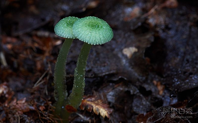 微距摄影下的蘑菇 你能想象这么不起眼却这么漂亮吗--阿里百秀